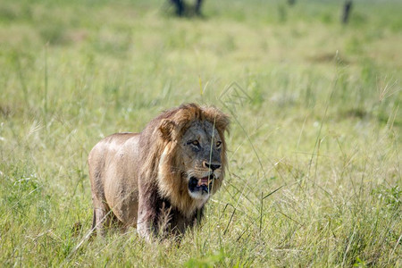 大雄狮在博茨瓦纳乔贝公园的草地上行走图片