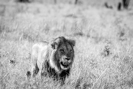 大雄狮在博茨瓦纳乔贝公园的黑白草原上行走图片