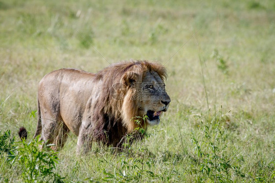 大雄狮在博茨瓦纳乔贝公园的草地上行走图片