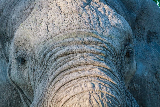 靠近博茨瓦纳乔贝公园的大象图片