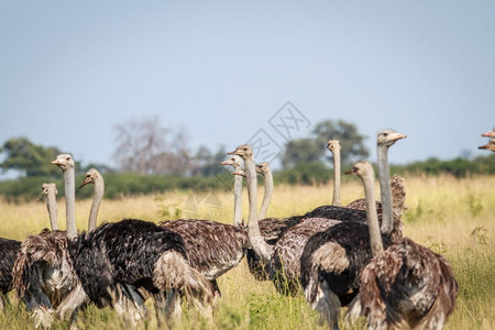 在博茨瓦纳乔贝公园高草地上站立的奥斯特里亚人群体图片