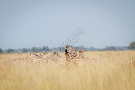 Zebras在博茨瓦纳乔贝公园的高草地上玩耍图片