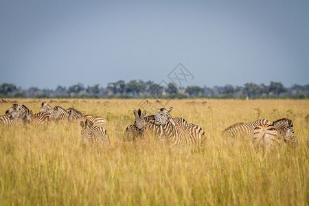 博茨瓦纳乔贝公园的斑马结交图片