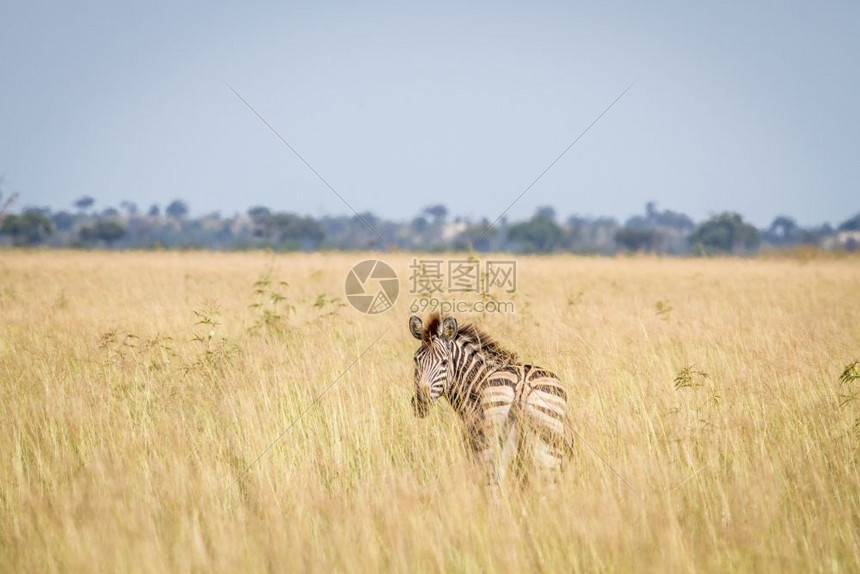 Zebra回望着博茨瓦纳乔贝公园的高草地图片