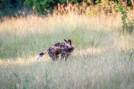 非洲野狗回望着博茨瓦纳乔贝公园图片