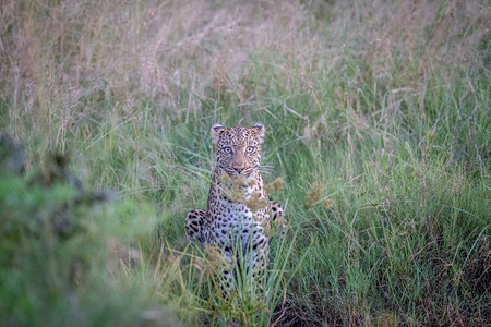 豹子主演博茨瓦纳乔贝公园的摄像头图片