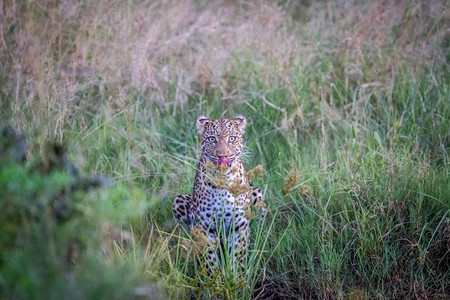 豹子主演博茨瓦纳乔贝公园的摄像头图片
