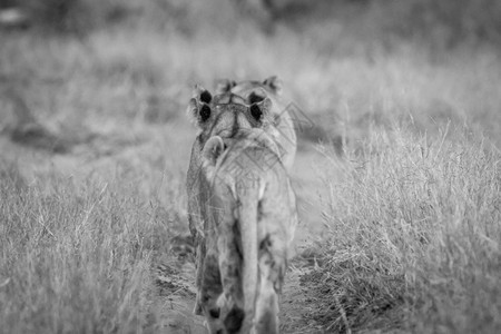 一群狮子离开博茨瓦纳乔贝公园的黑白摄像头图片