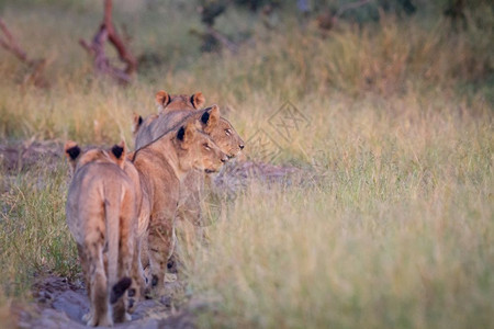 一群狮子离开博茨瓦纳乔贝公园的摄像头图片