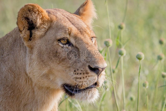 博茨瓦纳乔贝公园狮子的侧面简介图片