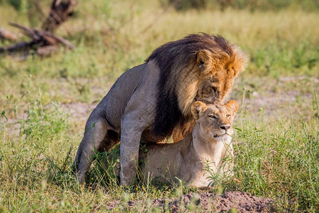 在博茨瓦纳乔贝公园的狮子夫妇交配图片