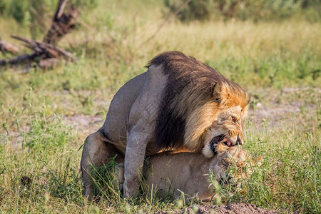 在博茨瓦纳乔贝公园的狮子夫妇交配图片
