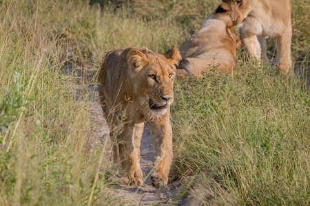 年轻的狮子走向博茨瓦纳乔贝公园的摄像头图片
