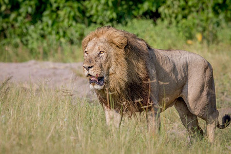 大雄狮在博茨瓦纳乔贝公园的草原上行走图片