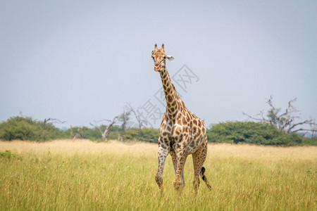Giraffe在博茨瓦纳乔贝公园的草地上行走图片