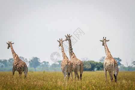 一群Giraffes人远离博茨瓦纳乔贝公园的摄像头图片