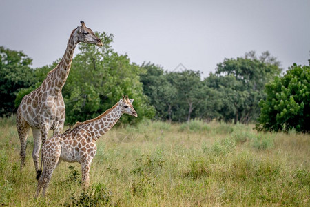 Giraffe年轻时与母亲一起站在博茨瓦纳乔贝公园图片