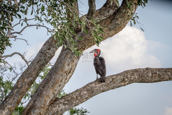 南方的地角比尔坐在博茨瓦纳乔贝公园的一棵树上图片