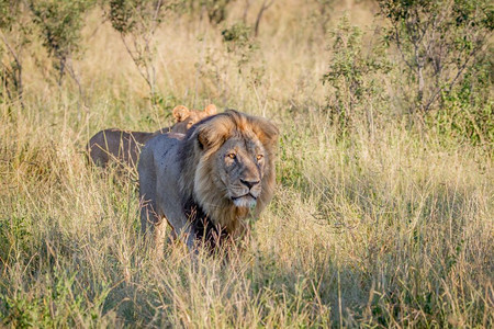 大雄狮在博茨瓦纳乔贝公园的草原上行走图片