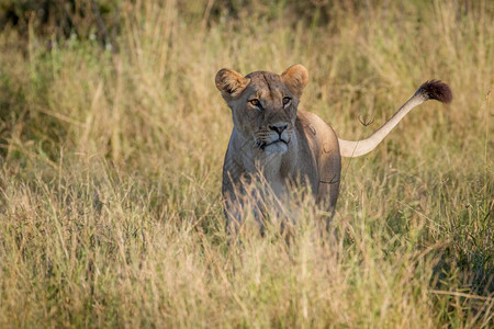狮子站在博茨瓦纳乔贝公园的草原上图片