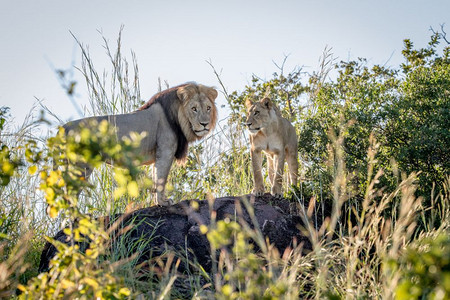 在博茨瓦纳乔贝公园的一块岩石上站立着一对狮子情侣图片