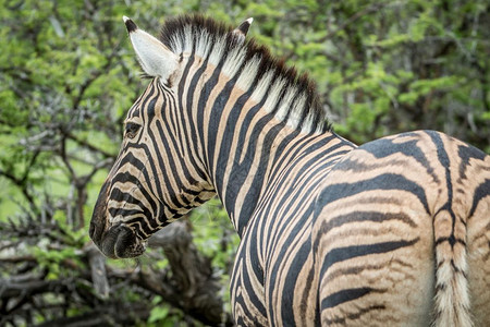 纳米比亚Etosha公园Zebra的侧面简介图片