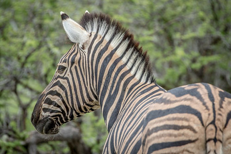 纳米比亚Etosha公园Zebra的侧面简介图片
