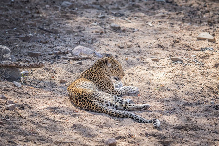 豹子降落在南非克鲁格公园图片