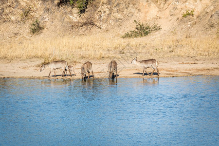 一群Waterbuck在南非克鲁格公园的水坝里喝酒图片