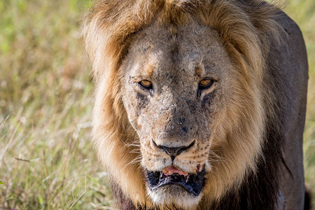 大雄狮在博茨瓦纳乔贝公园的摄影机上表演图片