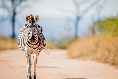 斑马在南非克鲁格公园的路上行走图片