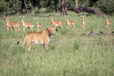 狮子站在博茨瓦纳乔贝公园的伊帕拉斯前面图片