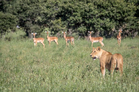 狮子站在博茨瓦纳乔贝公园的伊帕拉斯前面图片