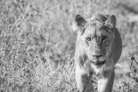 狮子在博茨瓦纳Chobe公园用黑白相片向镜头走来图片