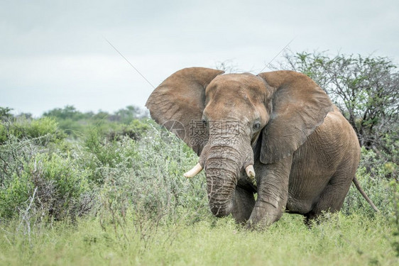 大象站在纳米比亚Etosha公园的高草地上图片