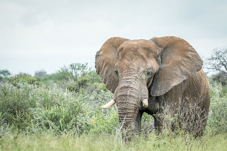 大象站在纳米比亚Etosha公园的高草地上图片