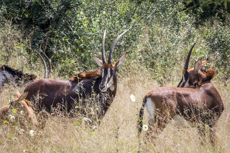 津巴布韦黄盖公园高草地的有线羚羊群图片