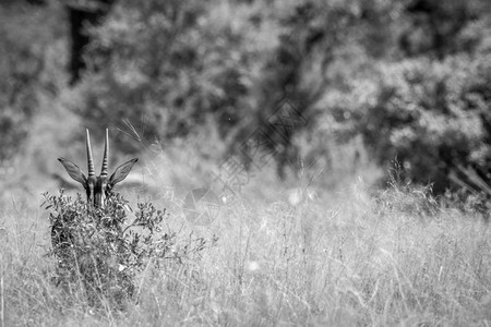 藏在津巴布韦黄盖公园的黑白灌木丛后面的年轻有色羚羊图片
