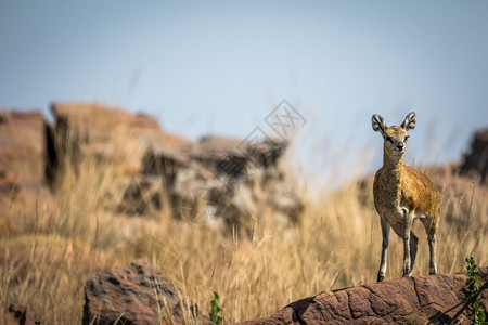 在南非马拉克尔公园克利普斯普林格站在岩石上对着镜头图片