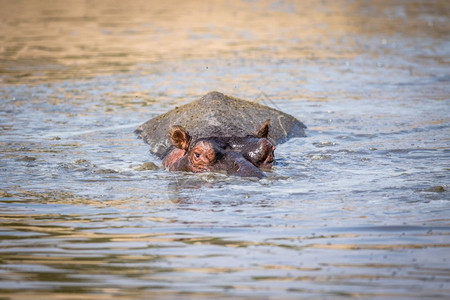在南非克鲁格公园一只河马从水中冲出来图片
