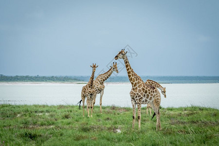 一群Giraffes人站在纳米比亚Etosha公园水坝旁边的草地上图片