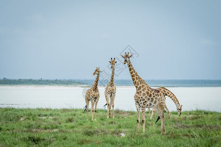 一群Giraffes人站在纳米比亚Etosha公园水坝旁边的草地上图片