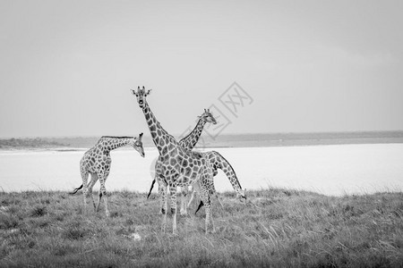 一群Giraffes人站在纳米比亚Etosha公园的黑白水坝旁边草地上图片