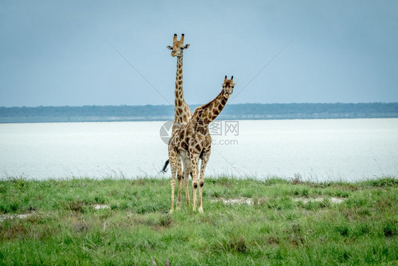 在纳米比亚Etosha公园水坝旁边的草地上站着两只长颈鹿图片