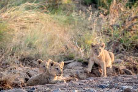 三只狮子幼崽躺在南非皮拉内斯贝格公园的岩石河床上图片