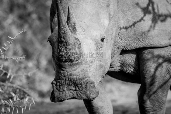 白犀牛盯着摄影机看黑白镜头在南非图片