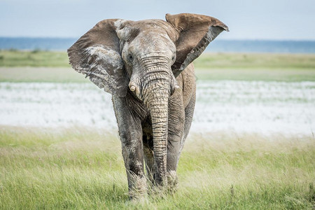 大象公牛走向纳米比亚Etosha公园的摄像头图片