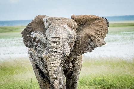 大象公牛走向纳米比亚Etosha公园的摄像头图片