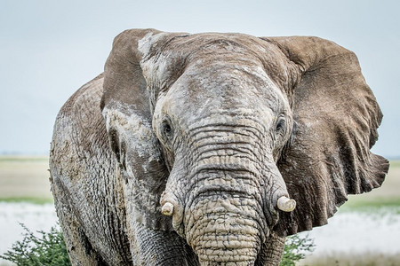 纳米比亚伊托沙公园一只大象牛的近距离靠图片