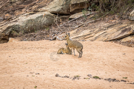 在南非克鲁格公园的沙子上有两个Klipspringers图片